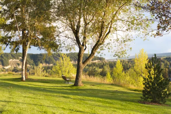 image of park with trees overlooking the city